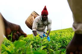 to develop new tea-based products